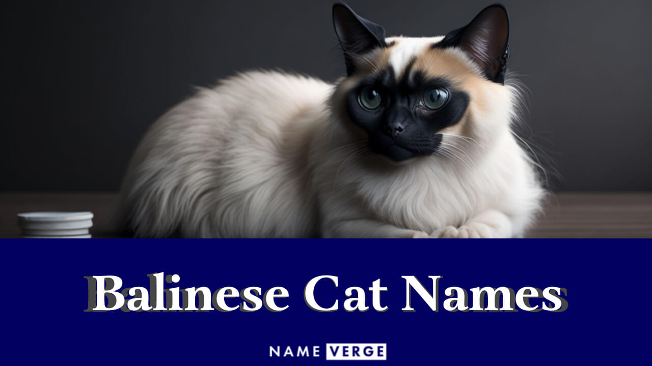 Balinese Cat Names: 200 Unique Names For Balinese Cats