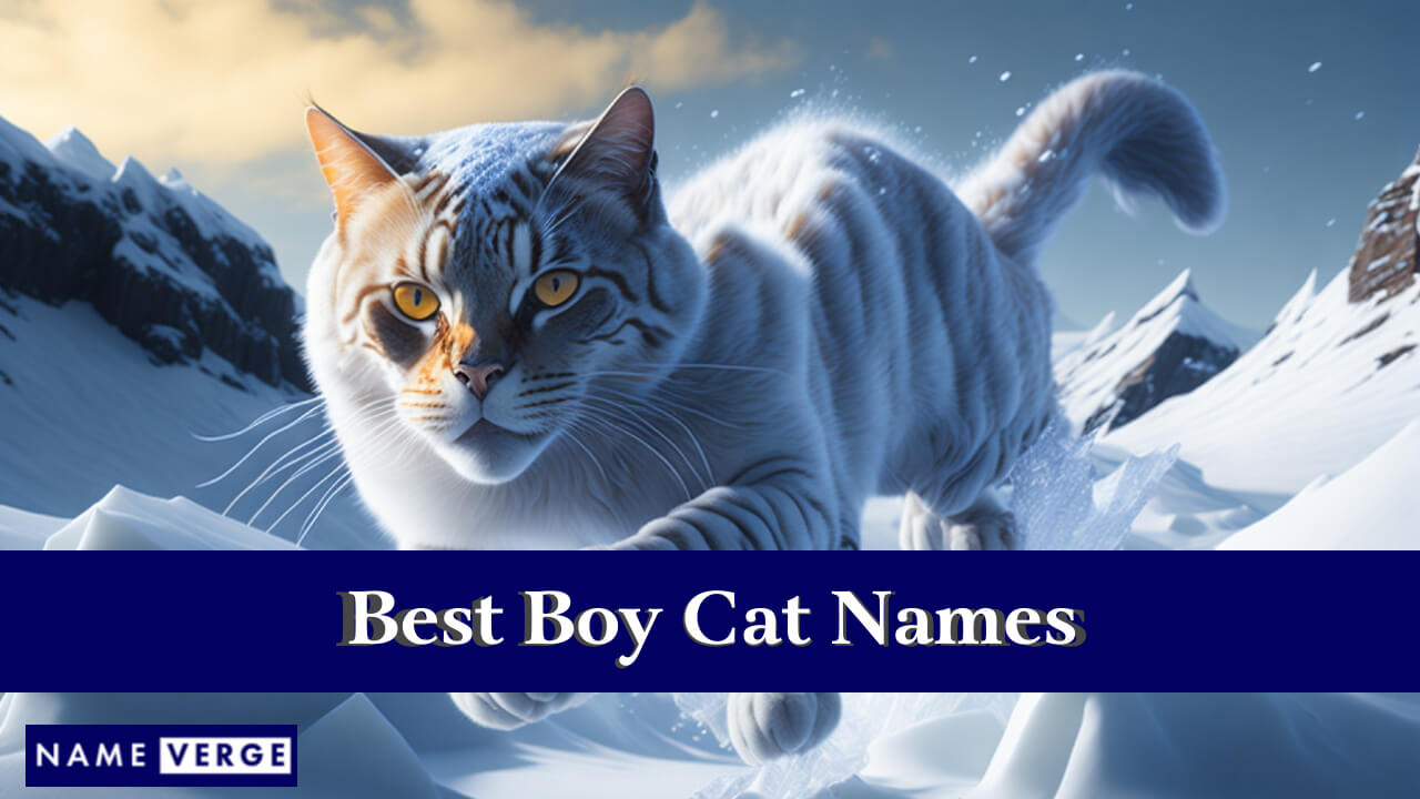 Best Boy Cat Names