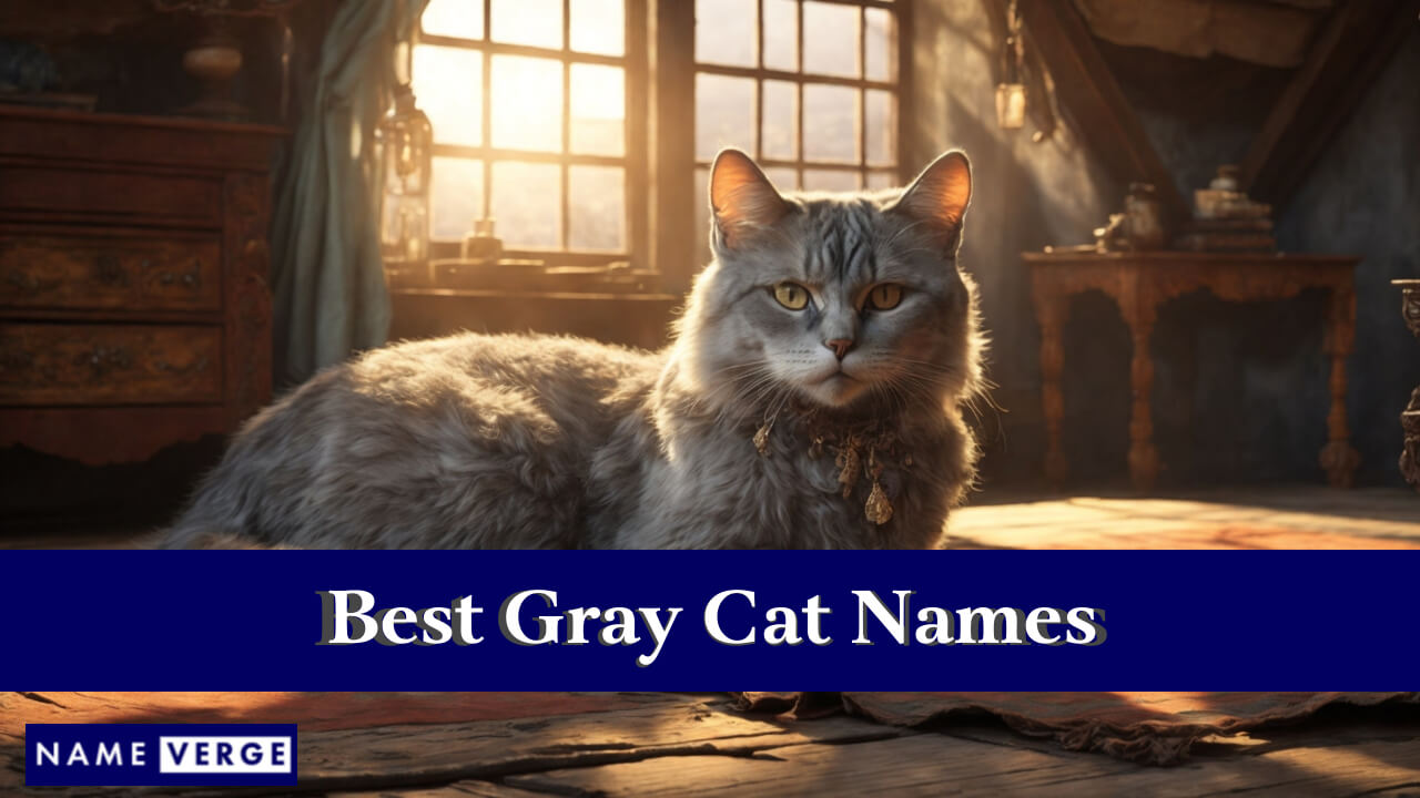 Best Gray Cat Names