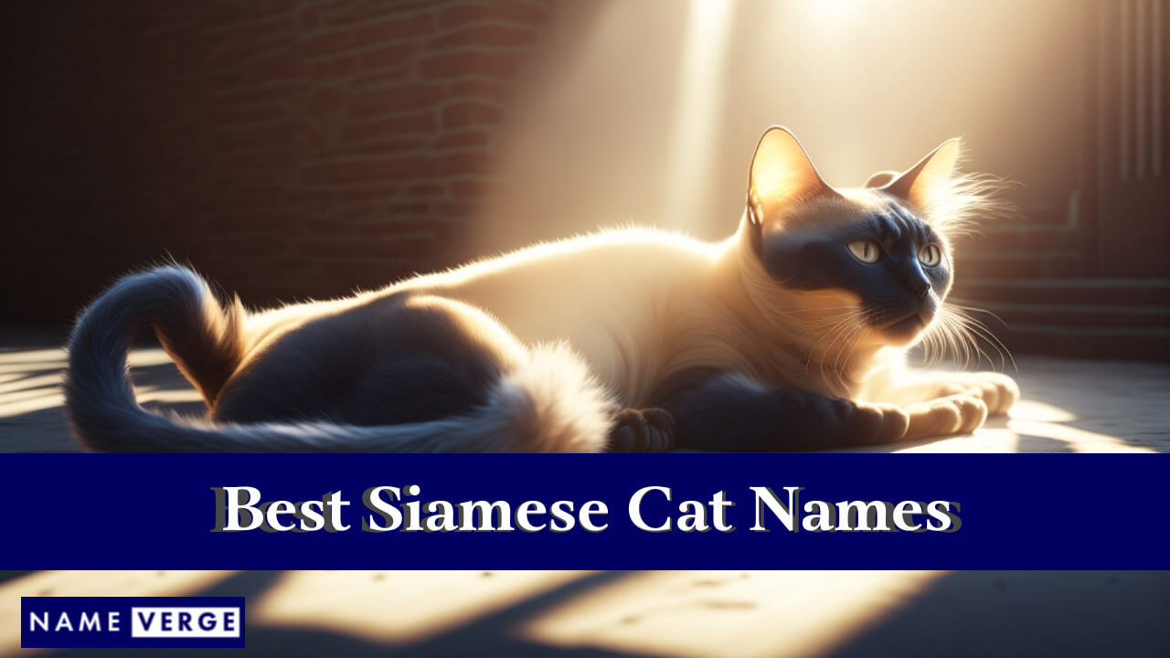 Best Siamese Cat Names