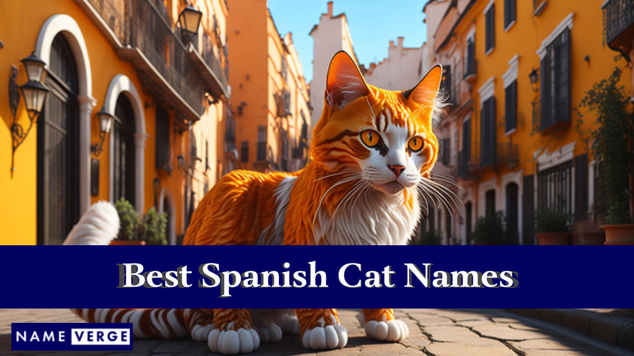 Best Spanish Cat Names