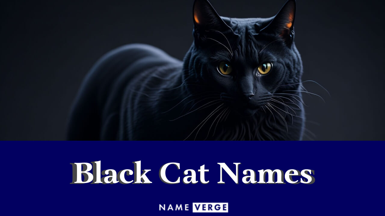 Black Cat Names: 414+ Unique And Cute Names For Black Cats