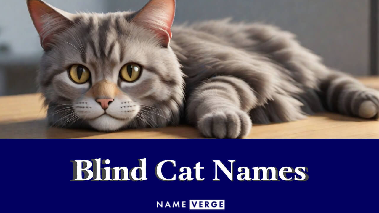 Blind Cat Names: 399+ Touching Names For Your Blind Cat