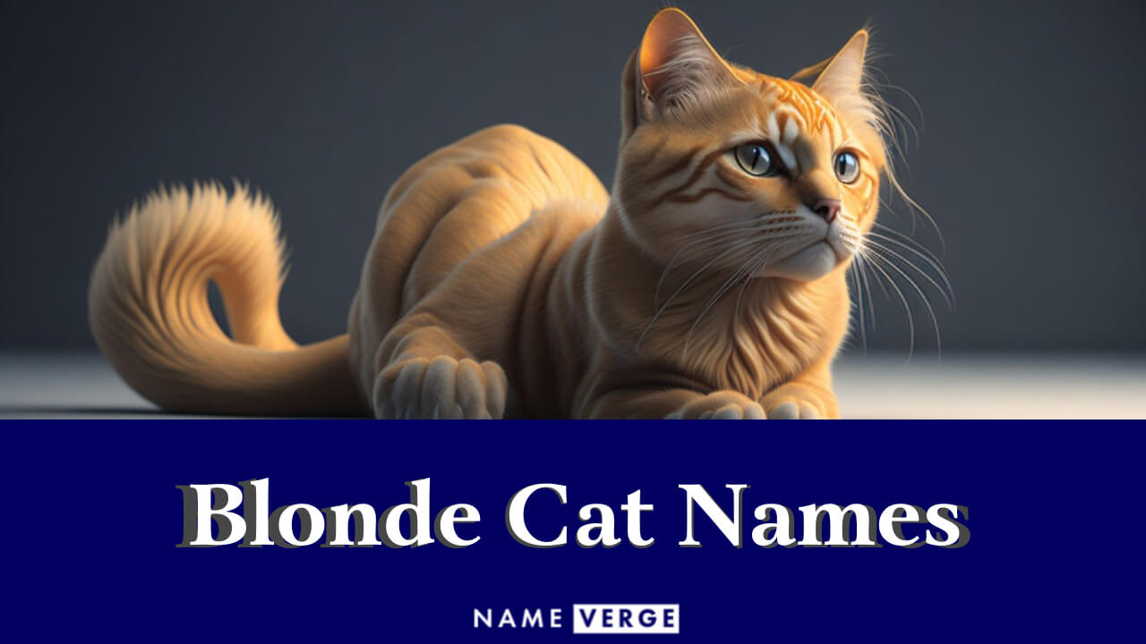 Blonde Cat Names: 360 Cute Names For Your Golden Kitten