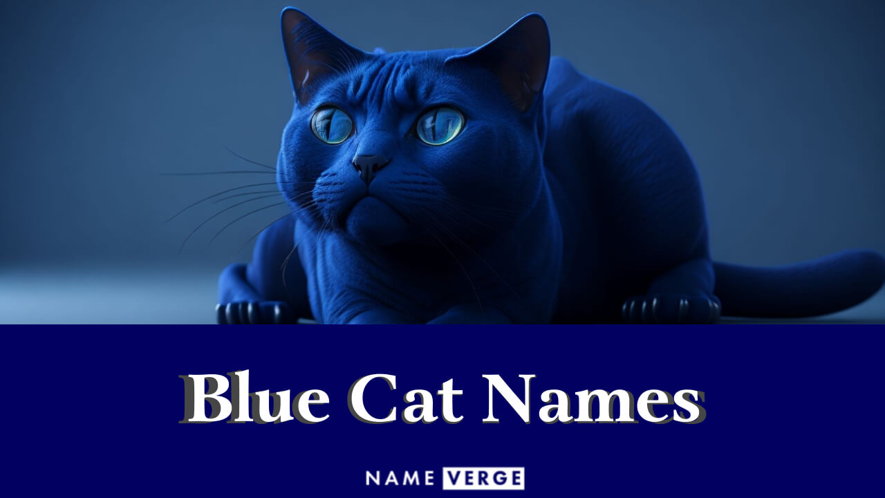 Blue Cat Names: 474+ Cool Names For Russian Blue Cats