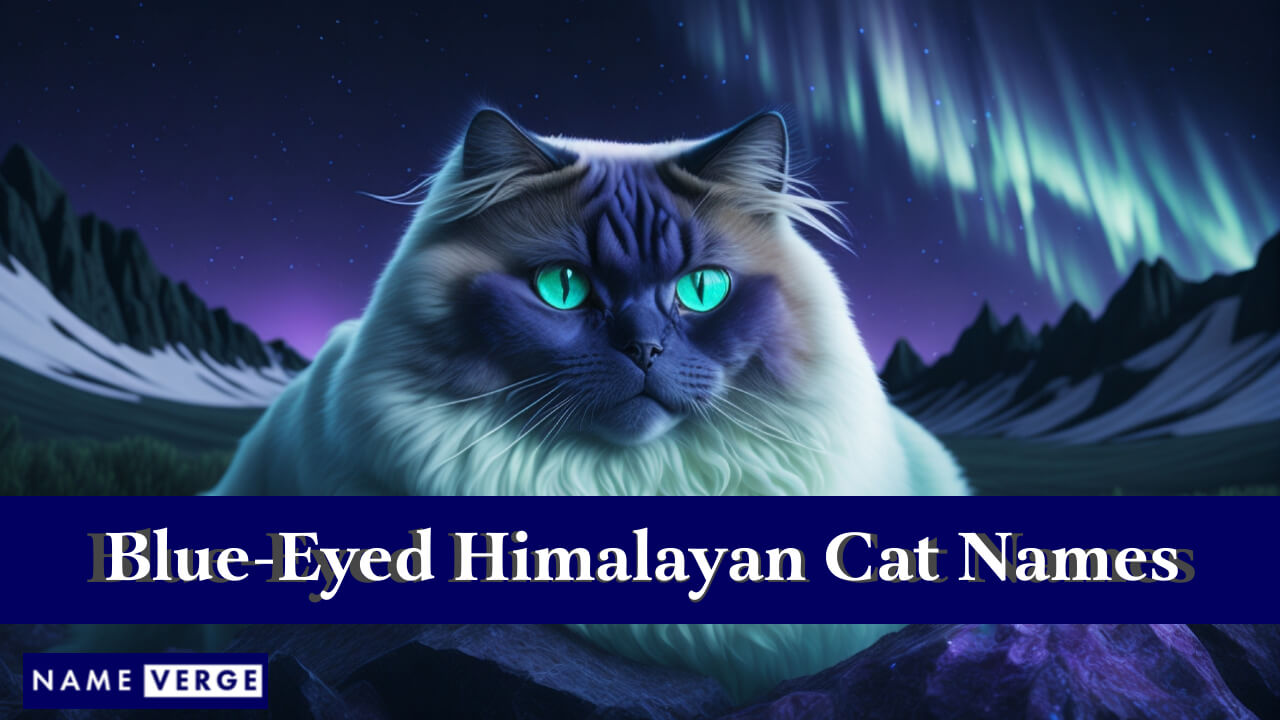 Blue-Eyed Himalayan Cat Names