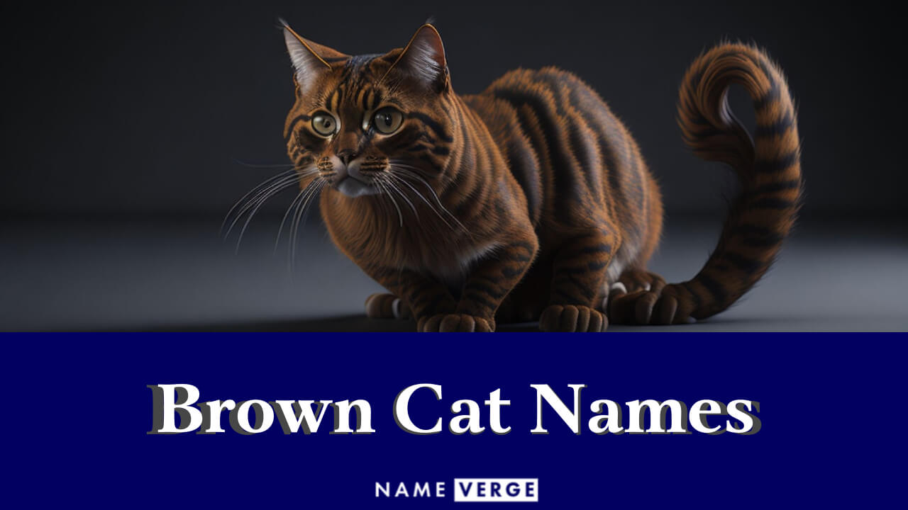 Brown Cat Names: 252+ Cute Names For Your Brown Cat