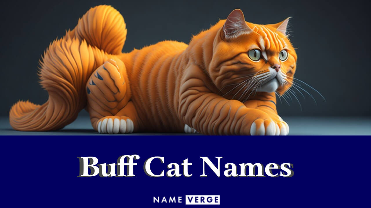 Buff Cat Names: 212+ Unique Names For Buff-Colored Cats