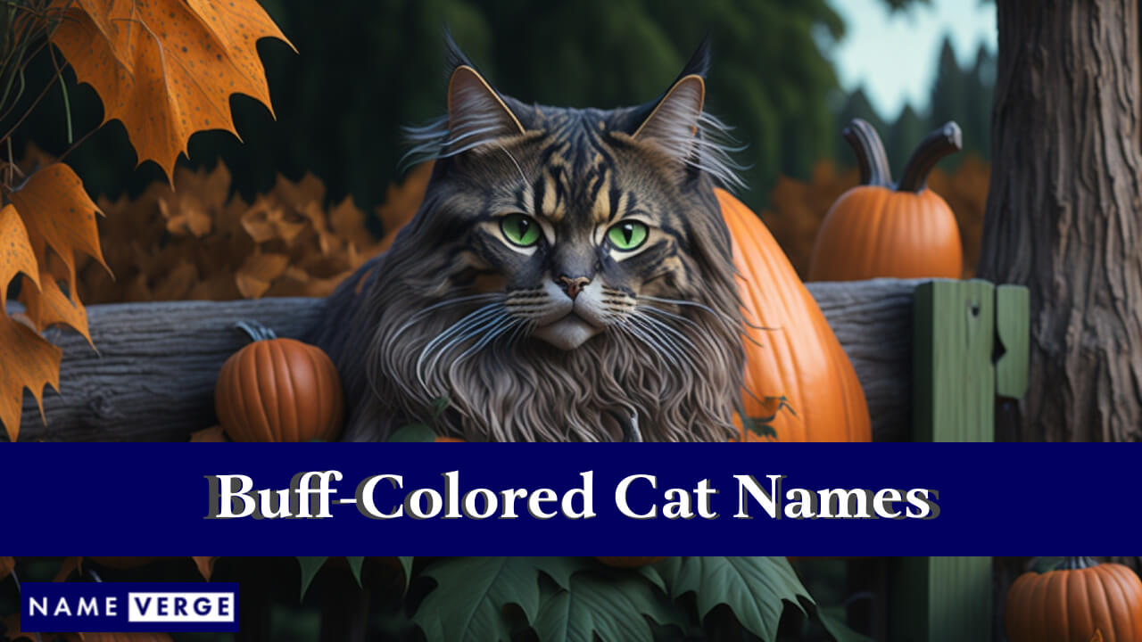 Buff-Colored Cat Names