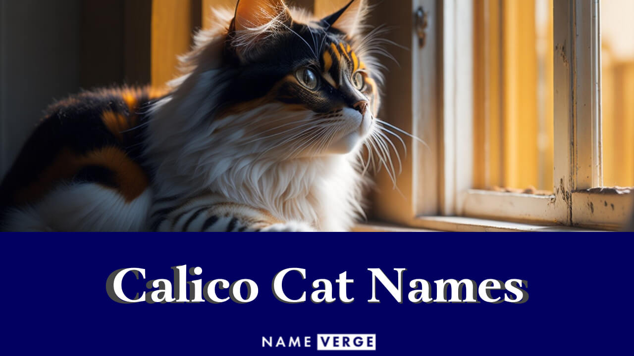 Calico Cat Names: 299+ Cool Names For Calico Cats