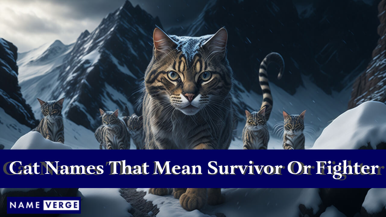 Cat Names That Mean Survivor Or Fighter