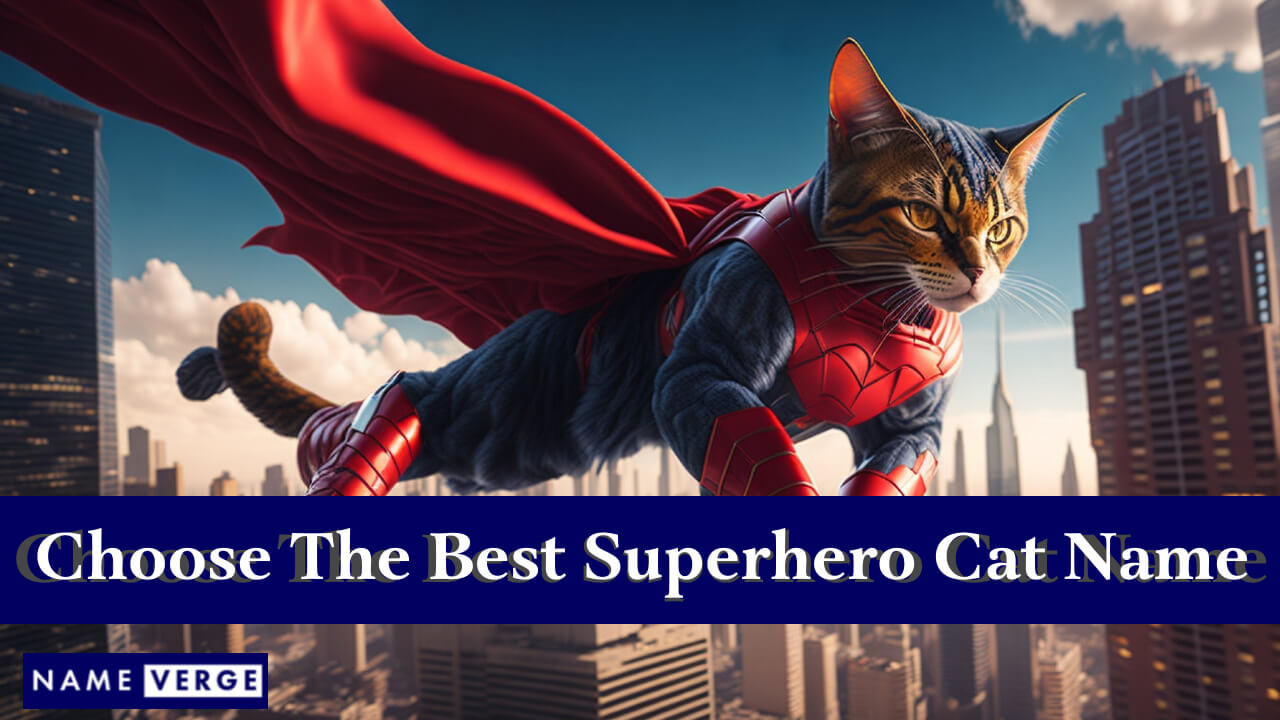 Tips For Choosing The Best Superhero Cat Name