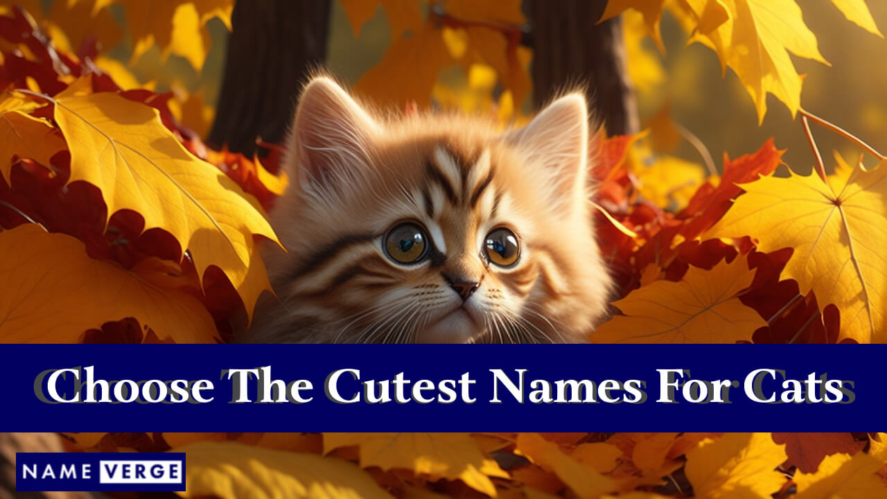 Tips To Choose The Cutest Names For Cats