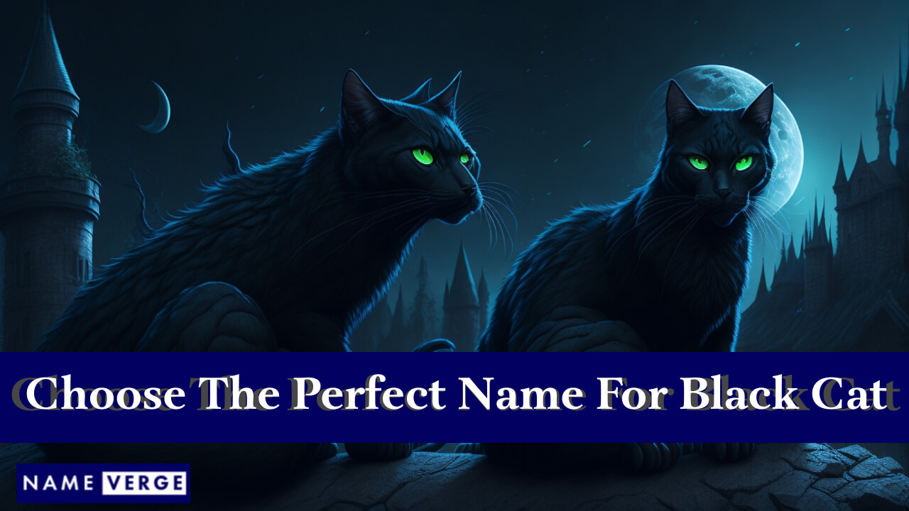 Tips To Choose The Perfect Name For Black Cat