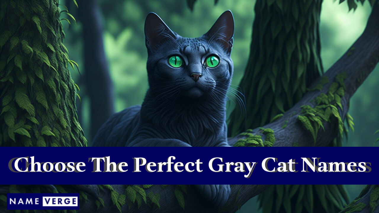 Tips To Choose The Perfect Gray Cat Names