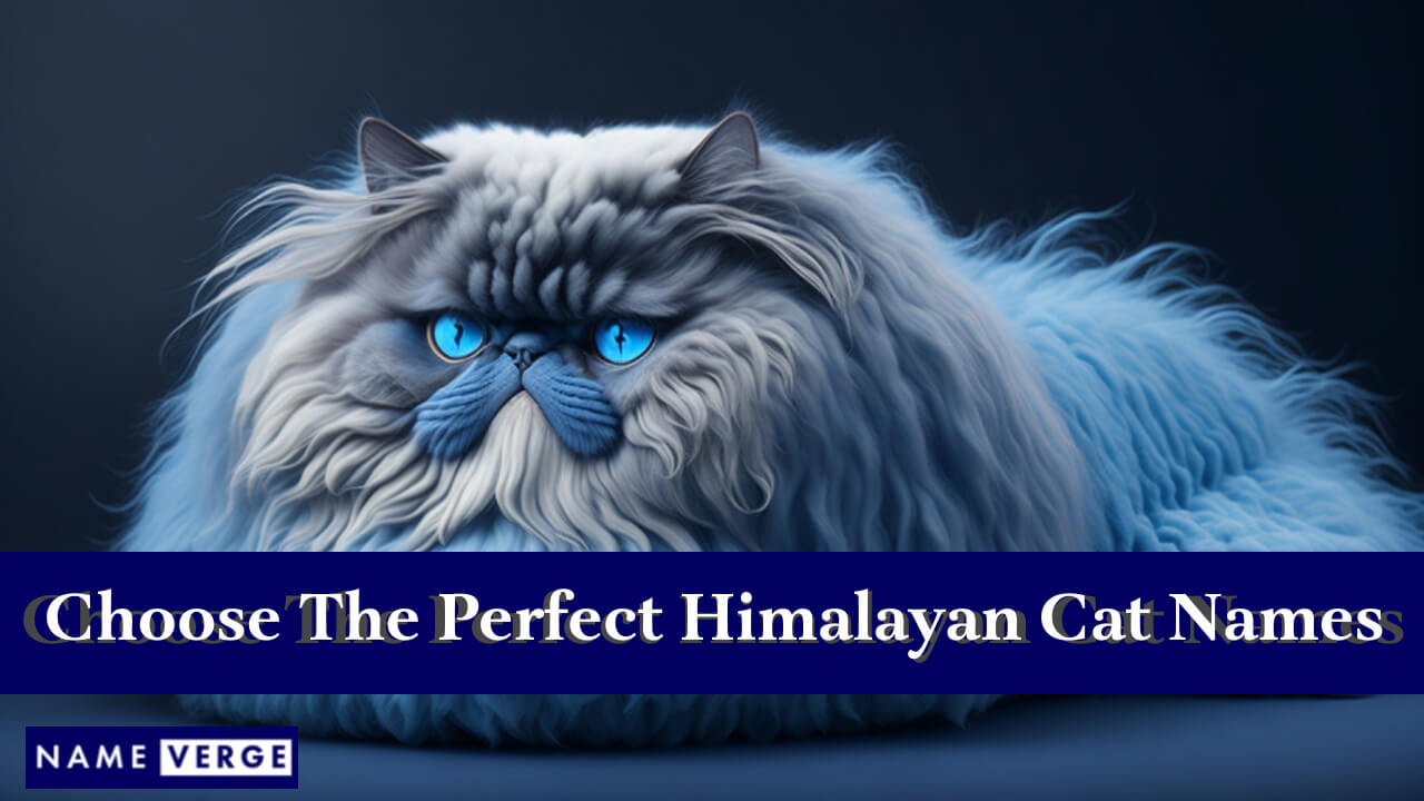 Tips To Choose The Perfect Himalayan Cat Names