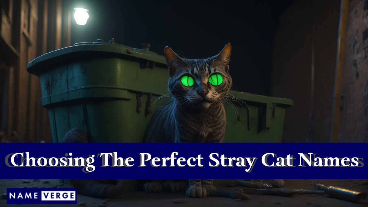 Tips To Choose The Perfect Stray Cat Names