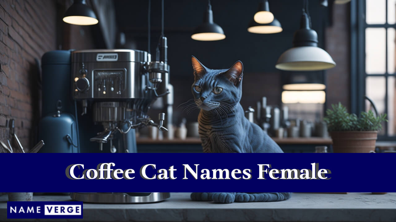 Coffee Cat Names Female