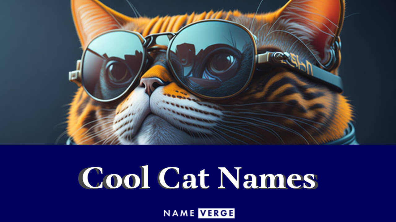 Cool Cat Names: 414+ Cool Names For Your Modern Feline