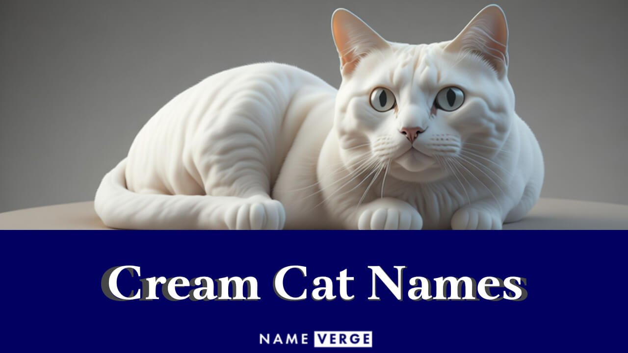 Cream Cat Names: 360 Cute Names For Cream Colored Cats