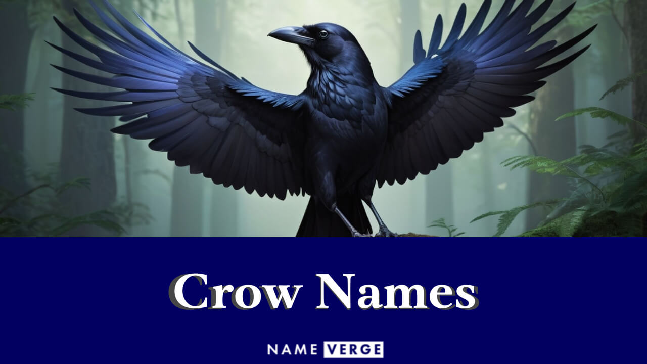 Crow Names: 363+ Funny Names For Your Vocal Pet Bird