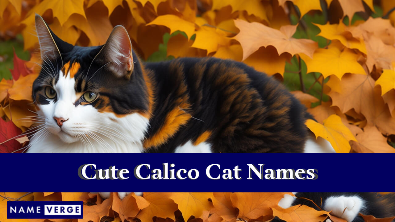 Cute Calico Cat Names