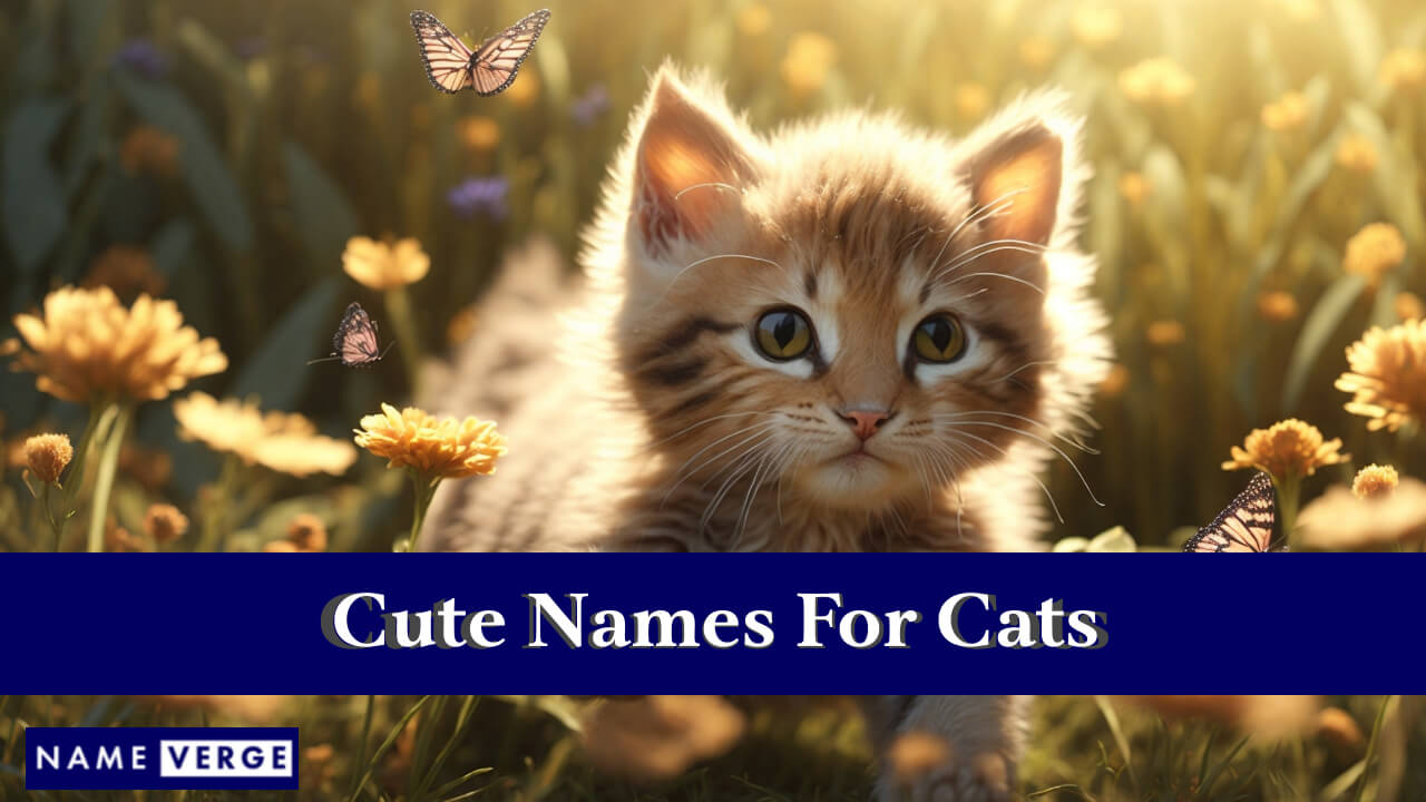 Cute Names For Cats