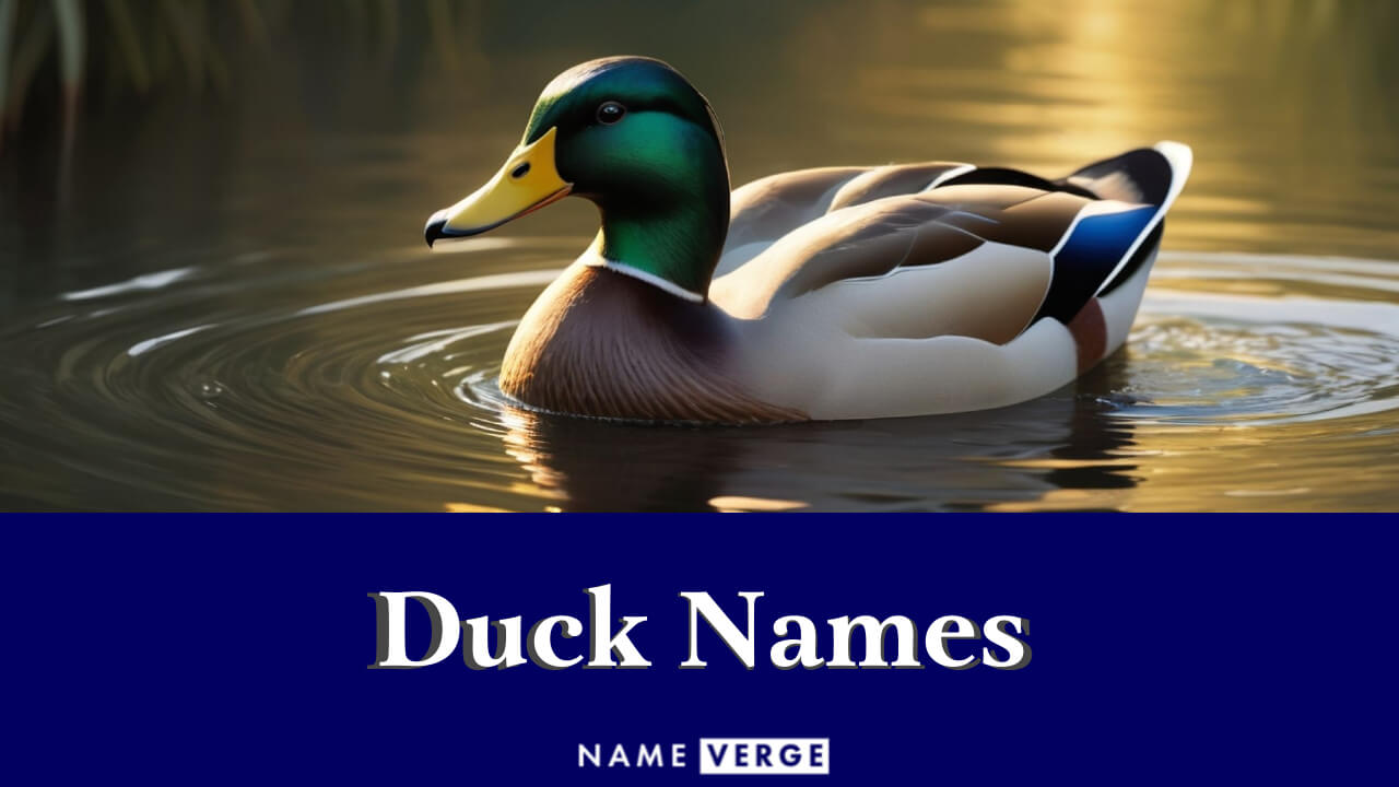 Duck Names: 808+ Funny Names For Your Pet Quack Quack