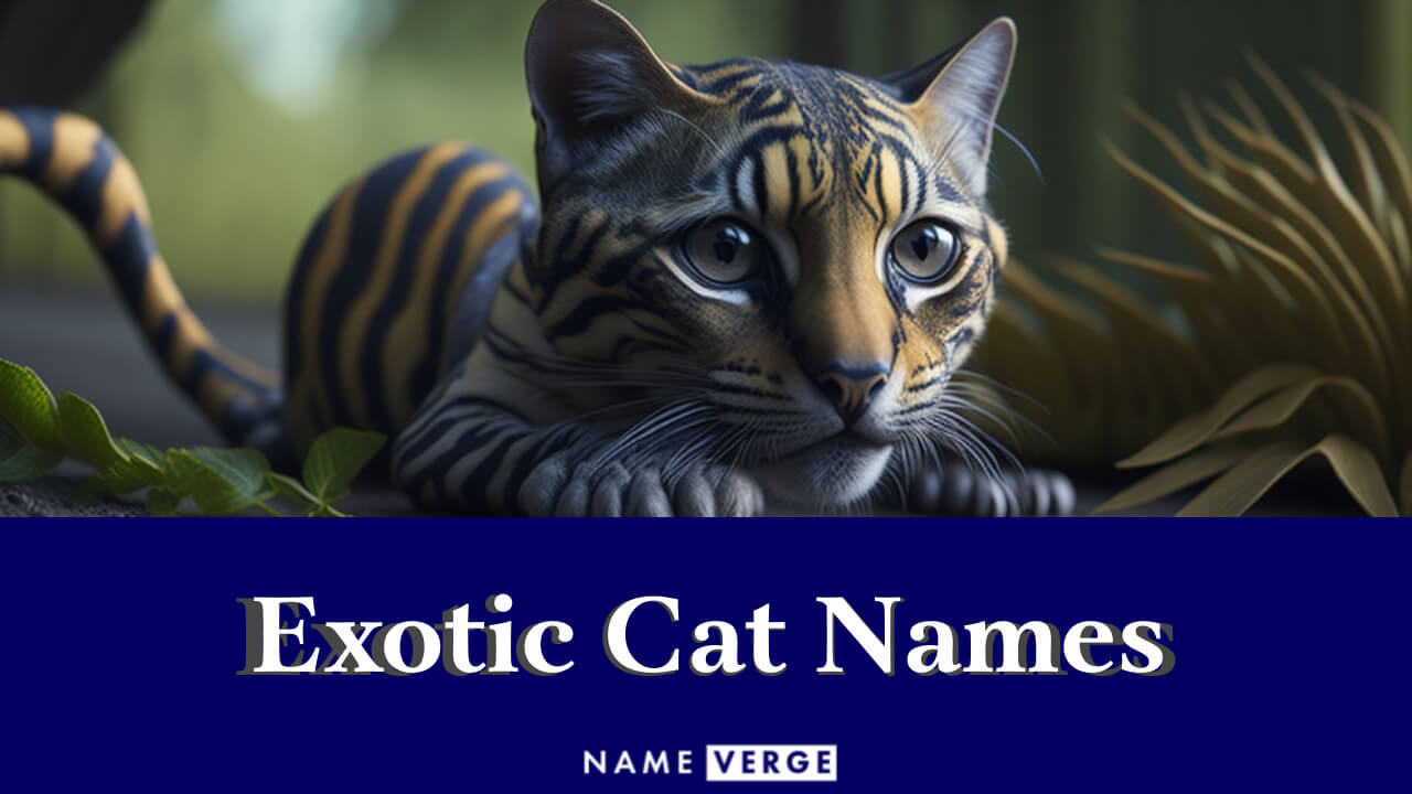 Exotic Cat Names: 240 Cute Names For Your Exotic Cat