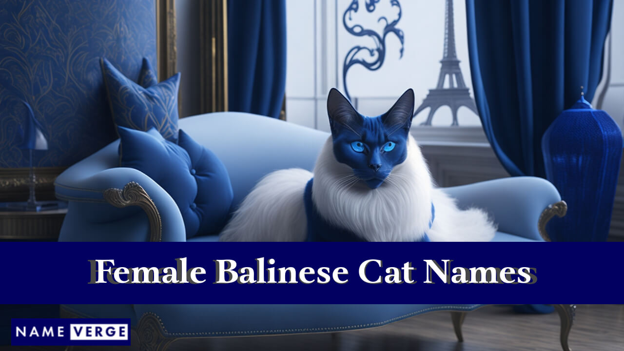 Female Balinese Cat Names