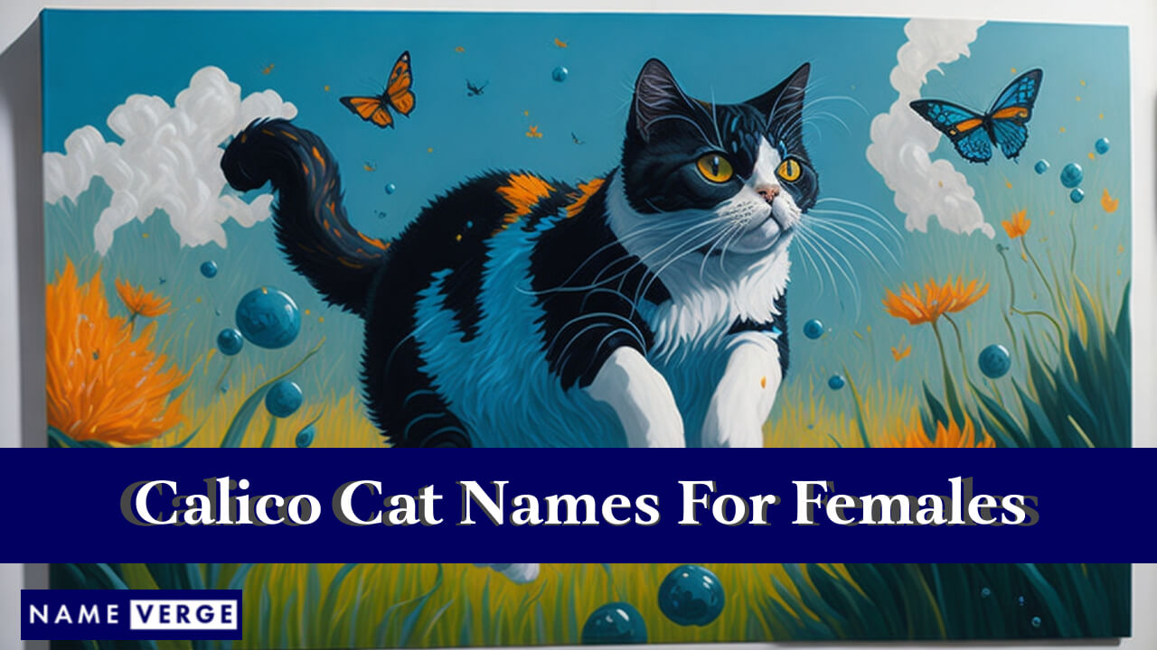Calico Cat Names For Females