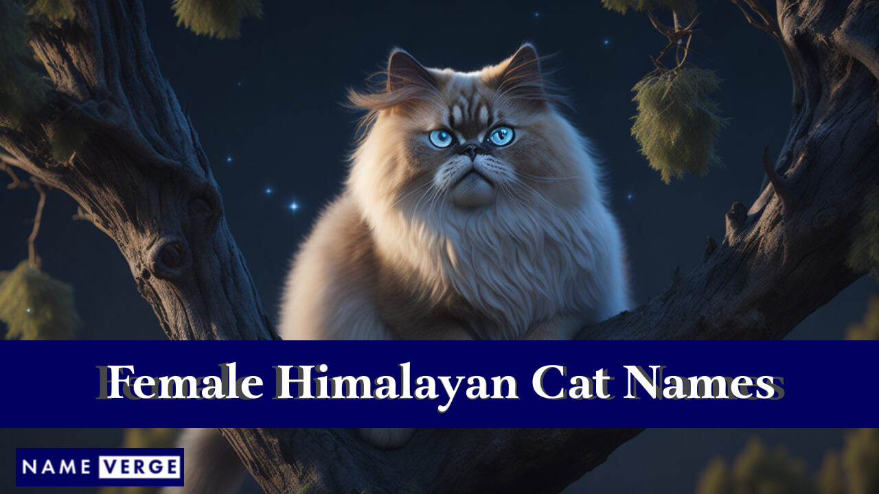 Female Himalayan Cat Names