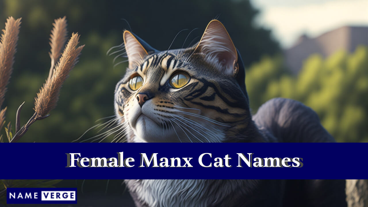 Manx Cat Names Female