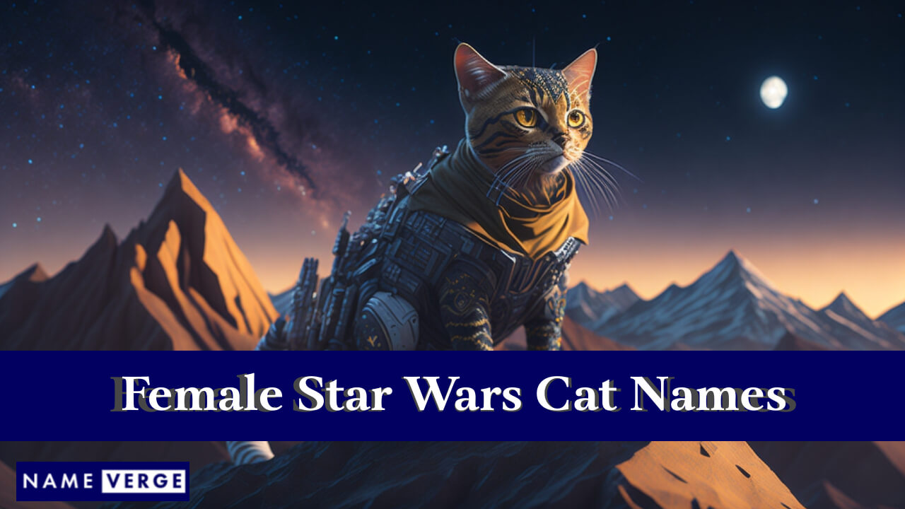 Female Star Wars Cat Names