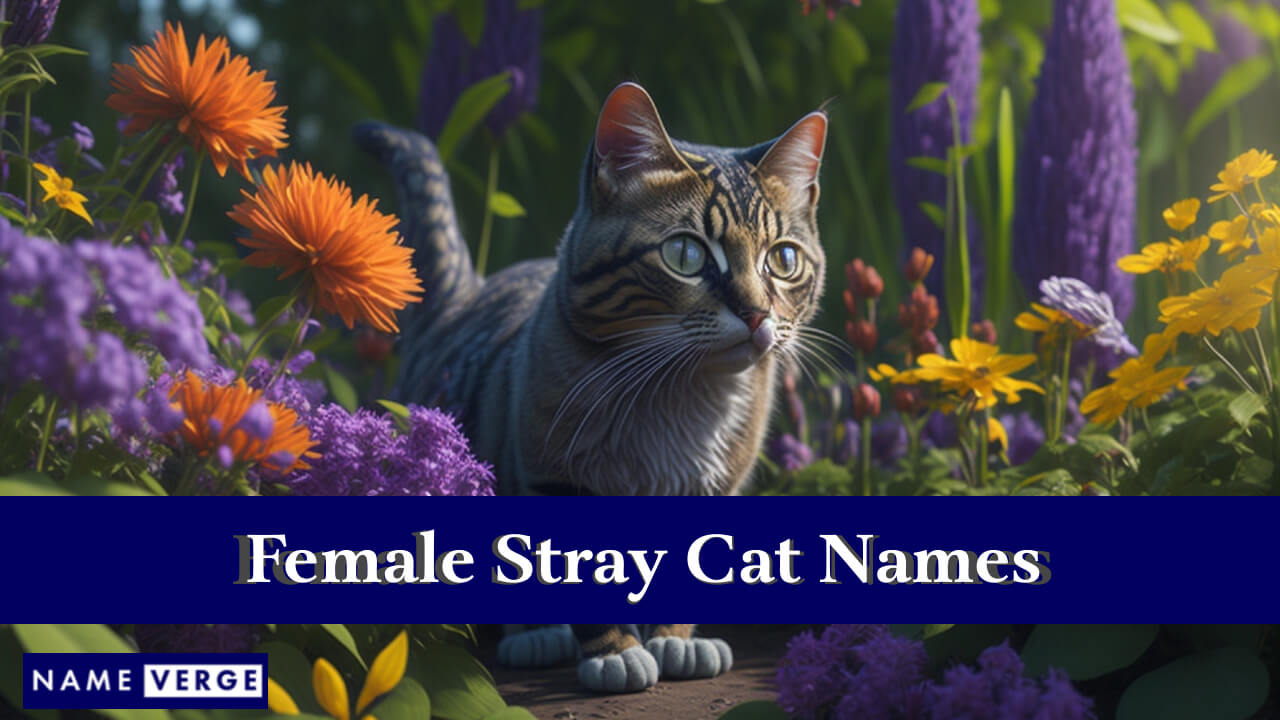 Female Stray Cat Names