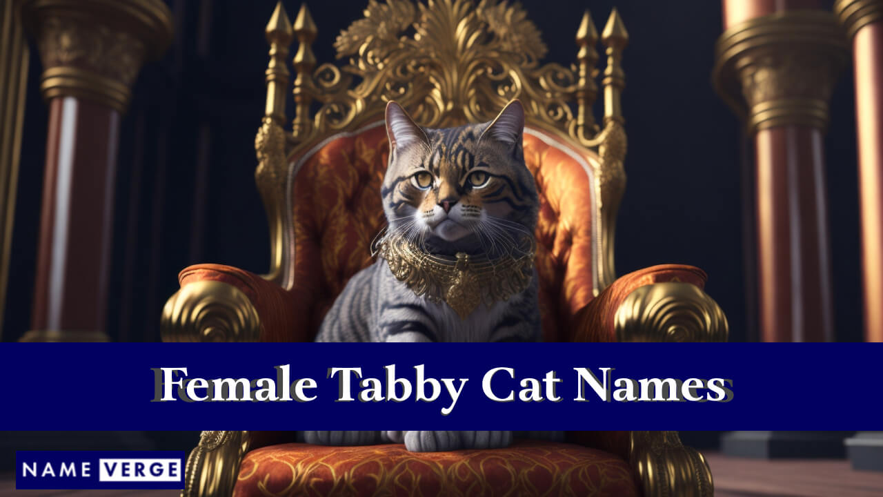 Female Tabby Cat Names
