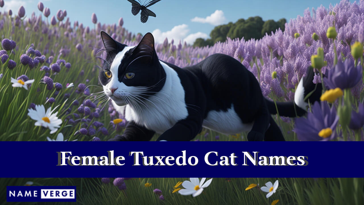 Female Tuxedo Cat Names