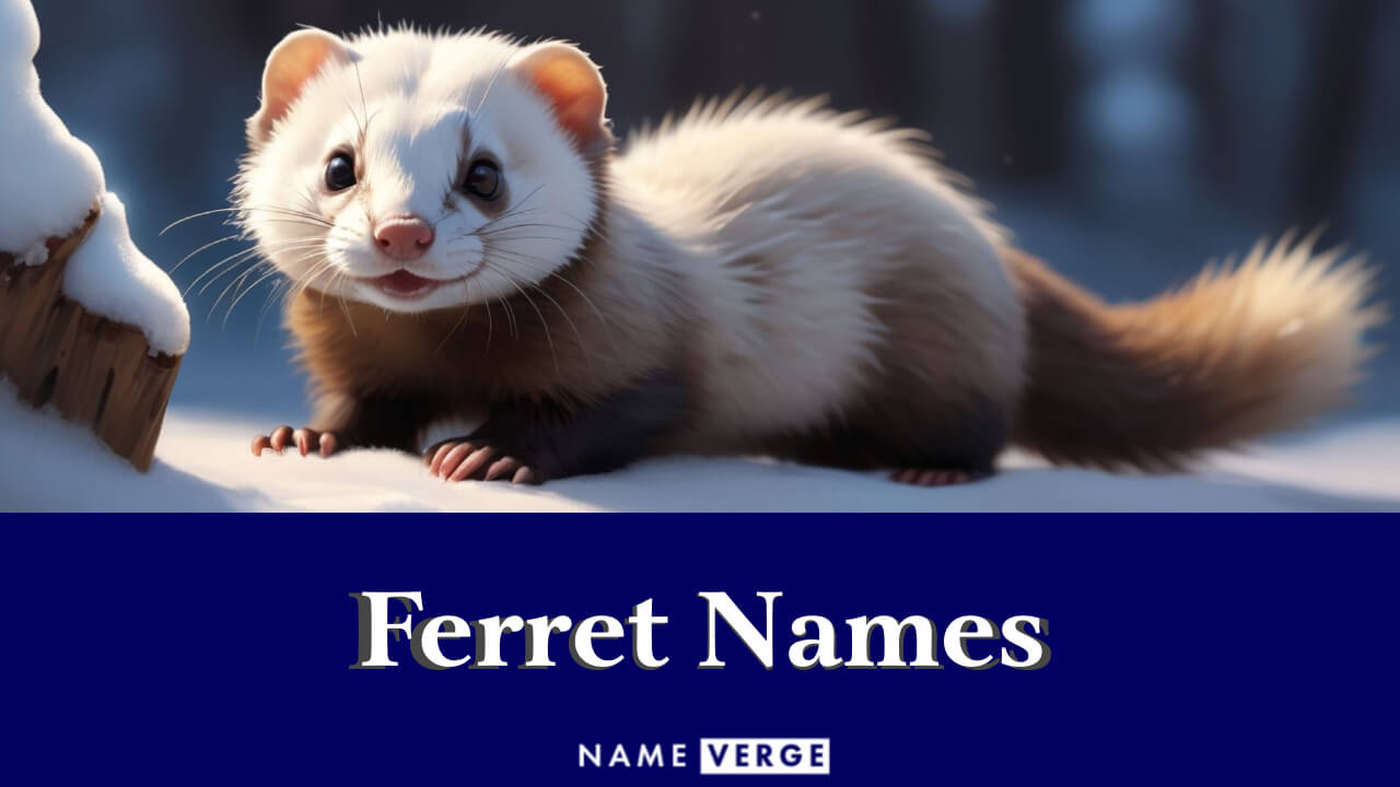 Ferret Names: 599+ Funny Names For Your Cute Little Pet