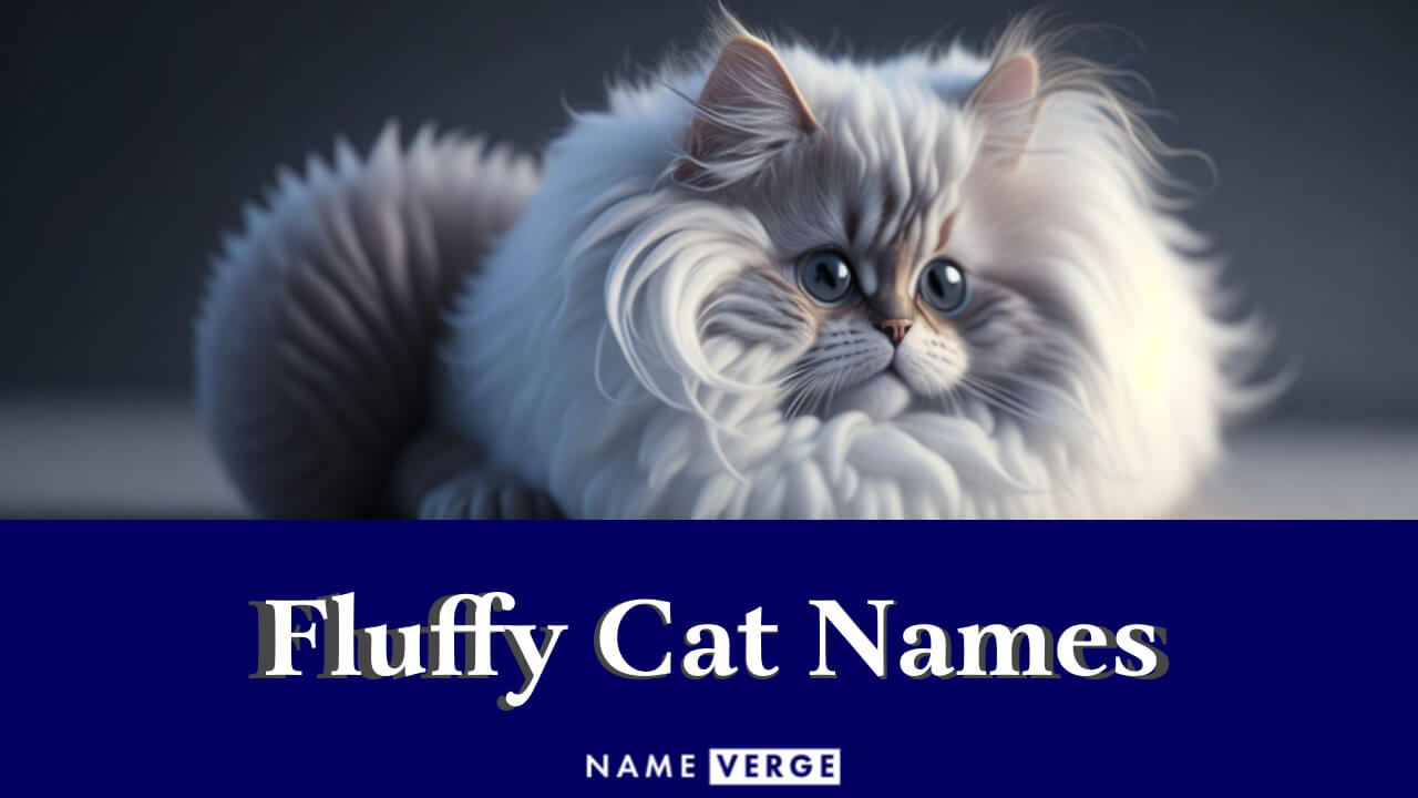 Fluffy Cat Names: 313+ Cute Names For Your Silky Cat