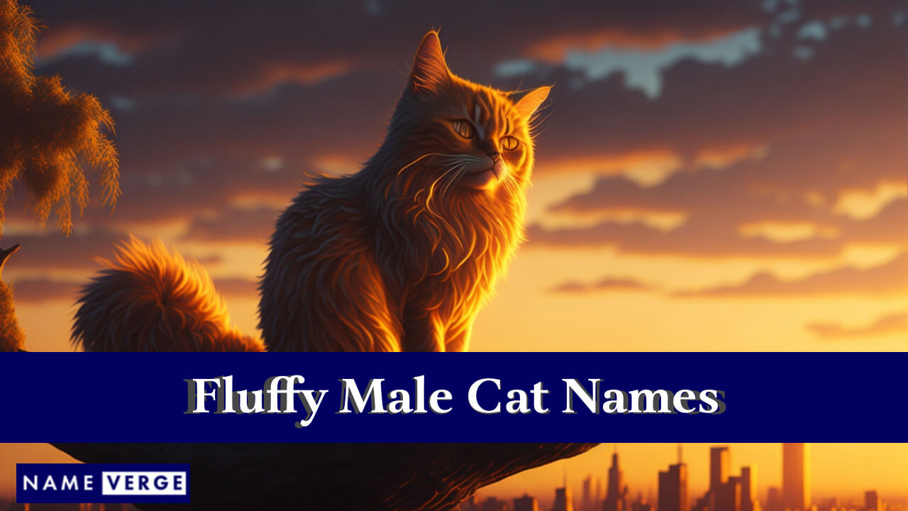 Fluffy Male Cat Names