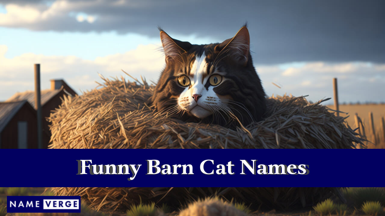 Funny Barn Cat Names