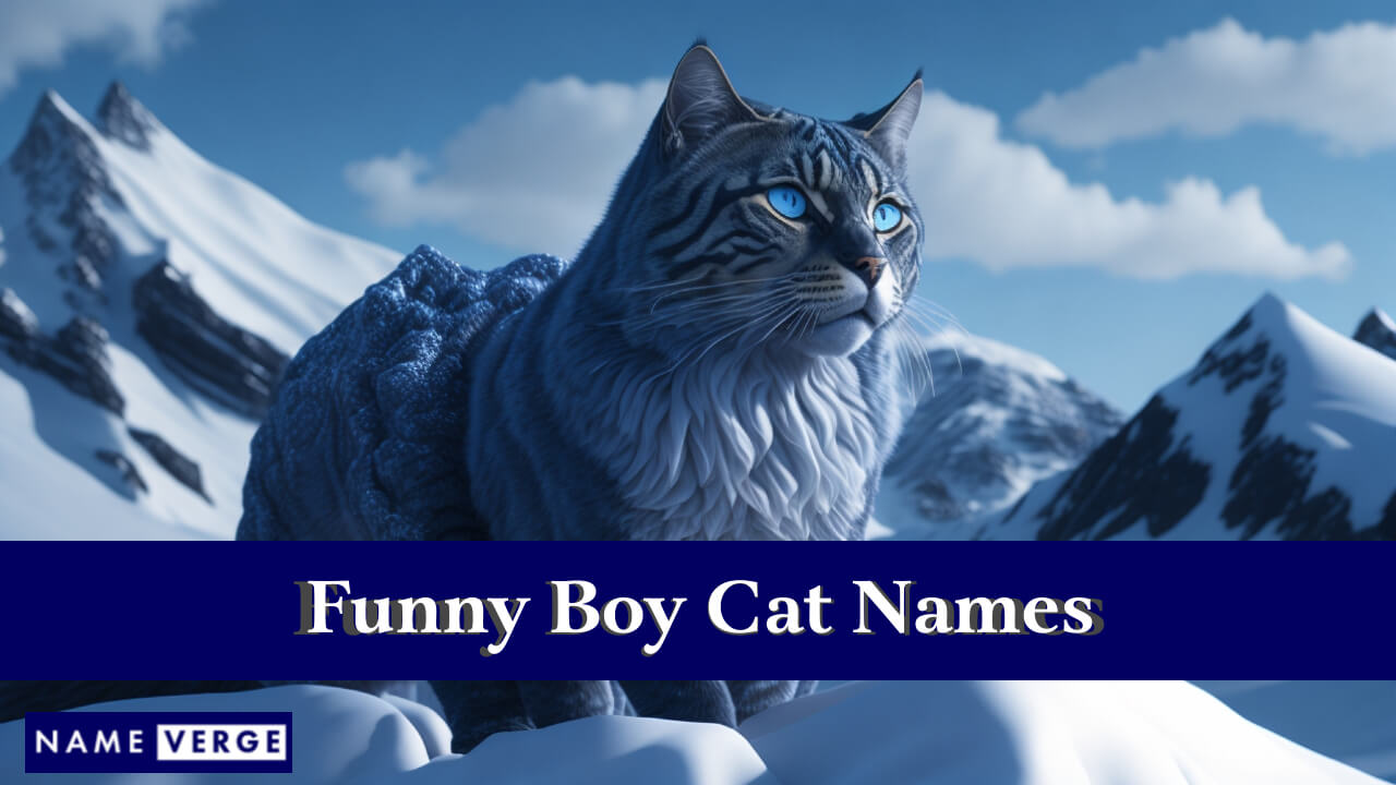 Funny Boy Cat Names