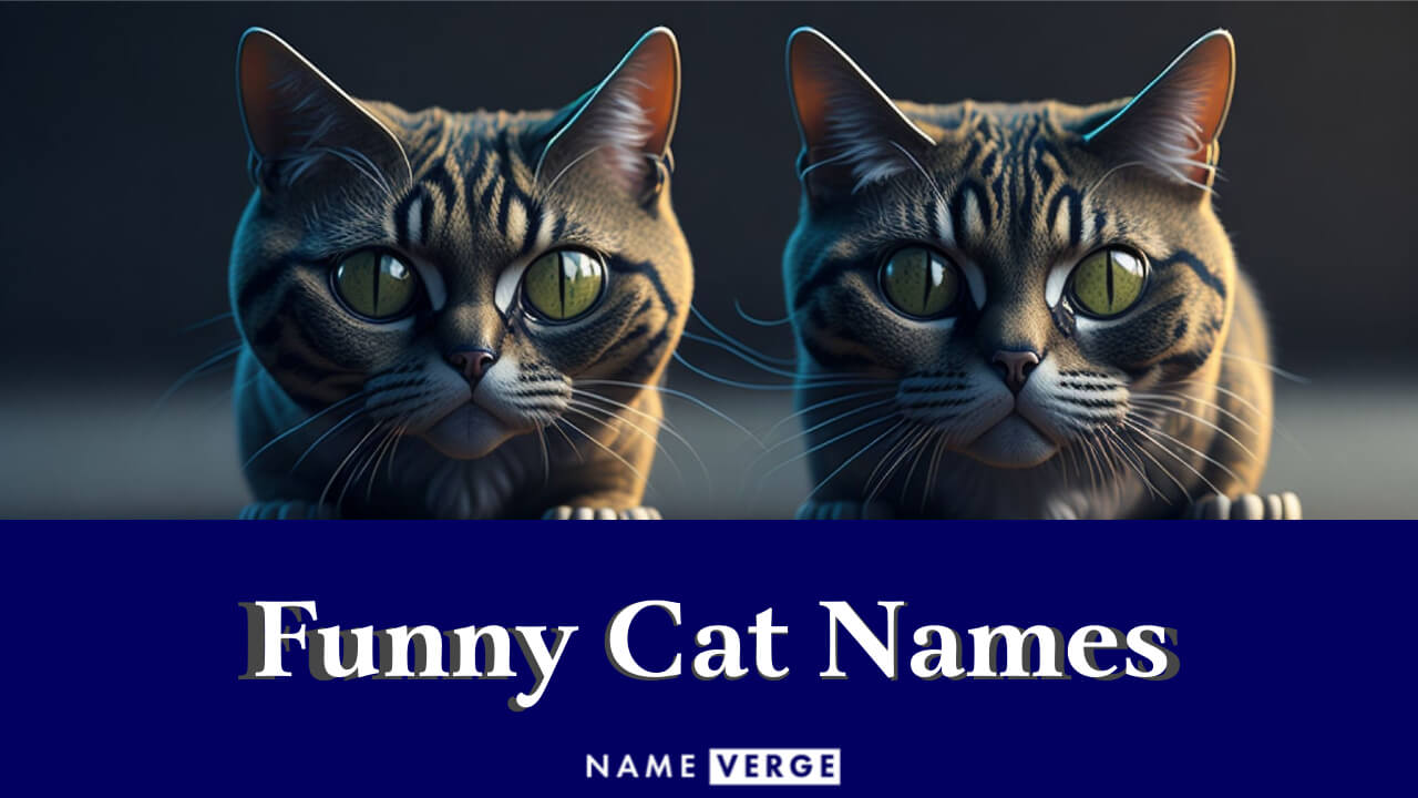 Funny Cat Names: 399+ Funny Names For Your Hilarious Cat