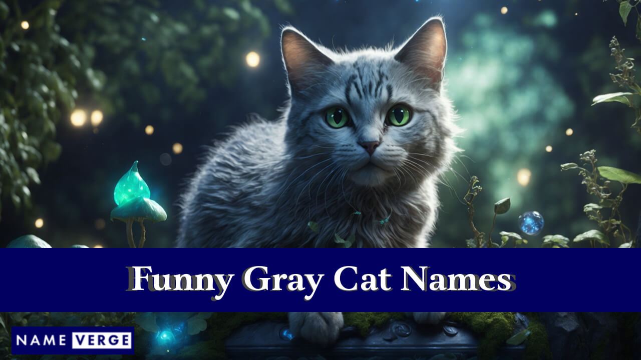 Funny Gray Cat Names