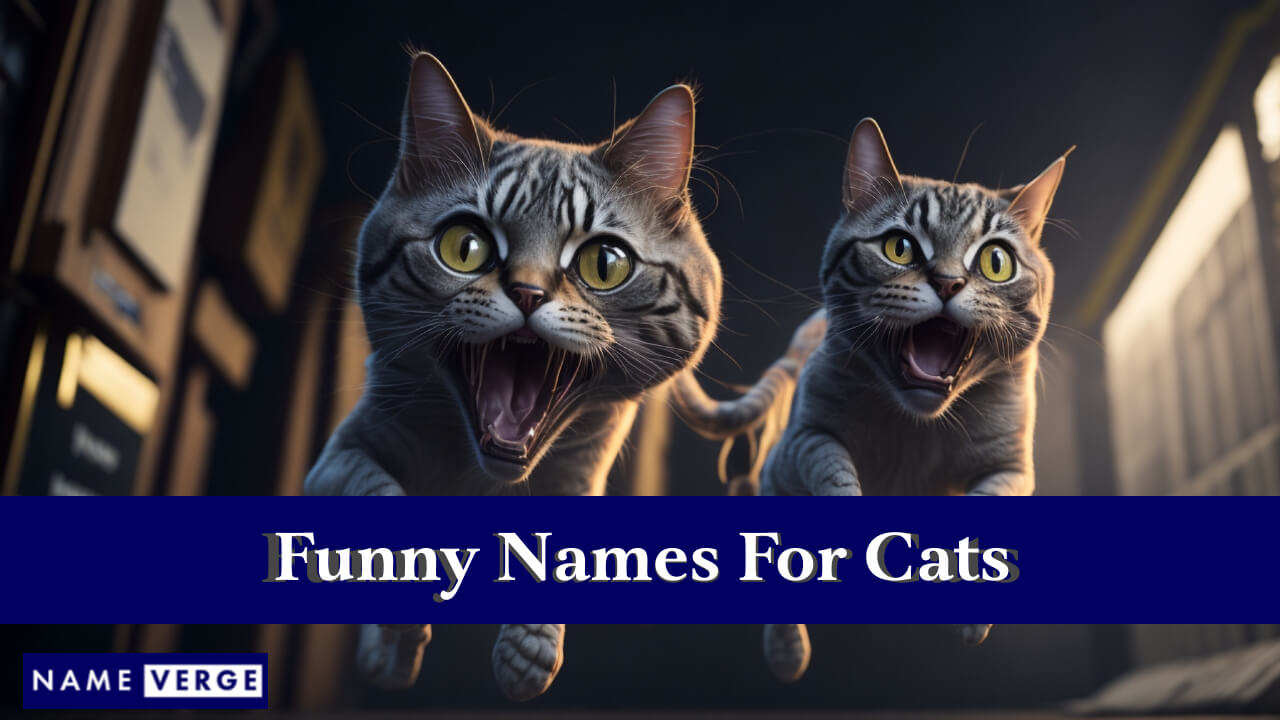 Funny Names For Cats