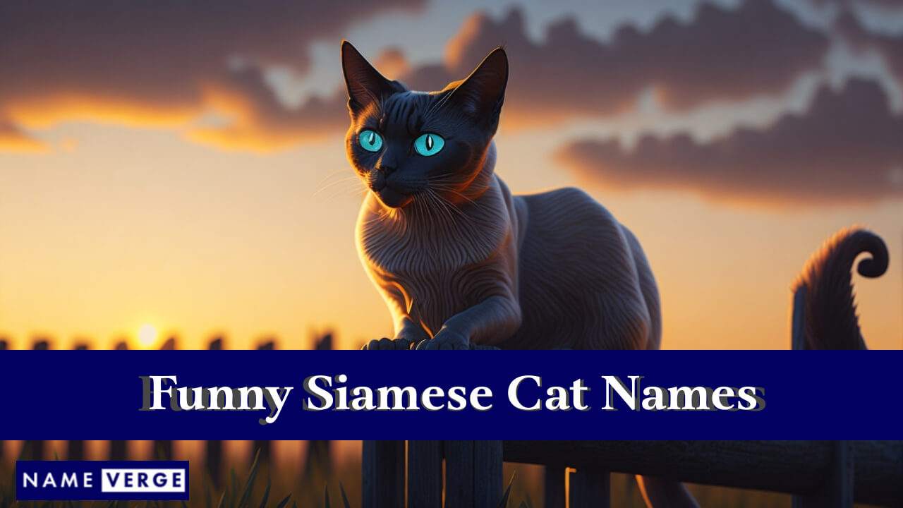Funny Siamese Cat Names