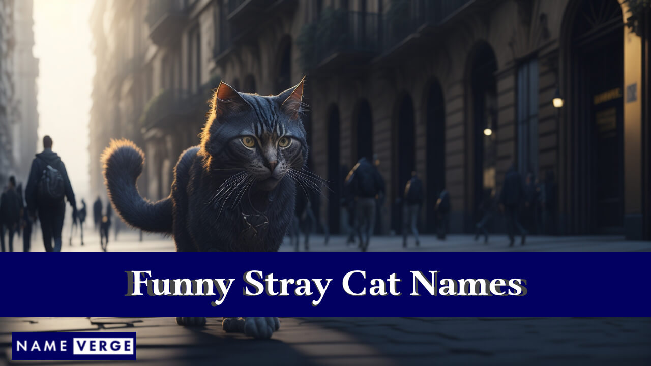 Funny Stray Cat Names