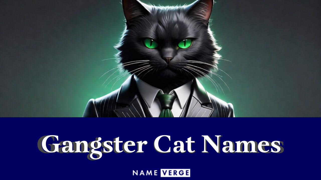 Gangster Cat Names: 399+ Epic Names For Your Bossy Cat