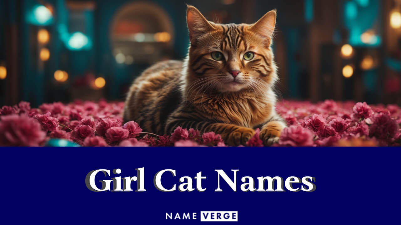Girl Cat Names: 500+ Royal & Sweet Names For Female Cats