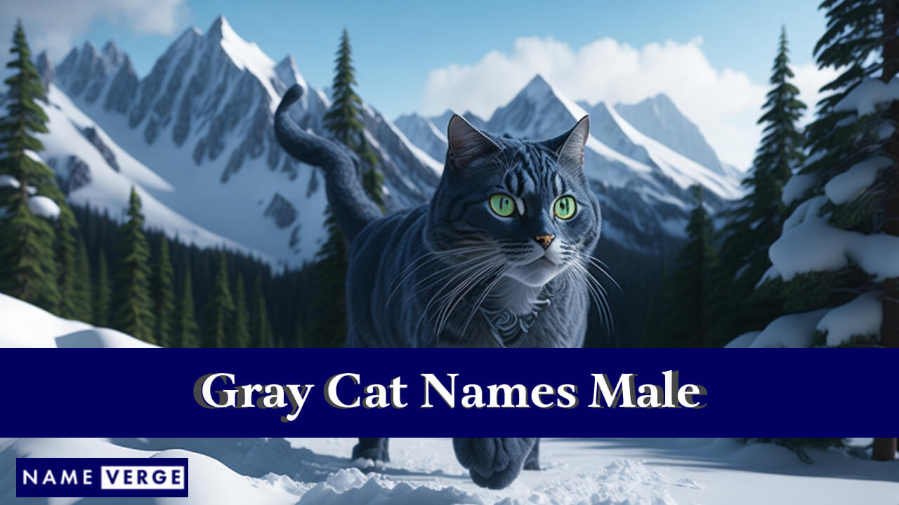 Gray Cat Names Males